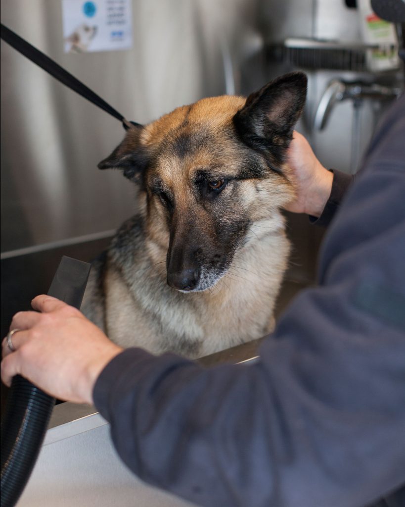 Dog wash at Concierge Camping.