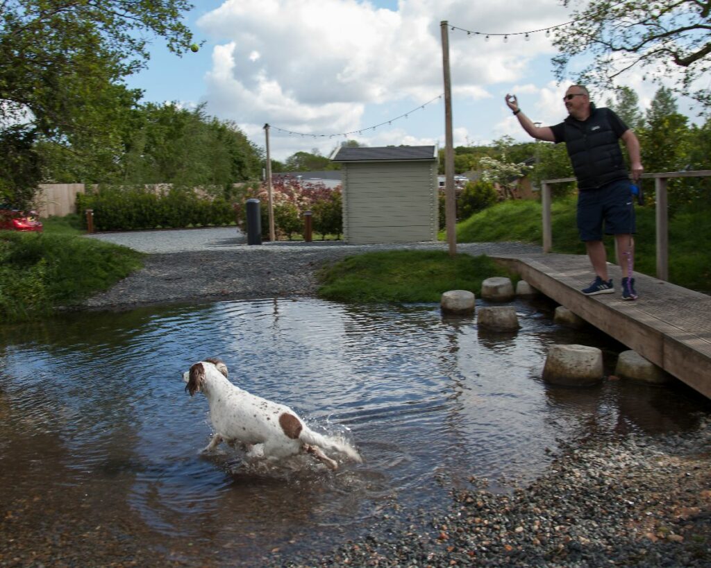 Dog friendly campsite. Dog playing in stream.