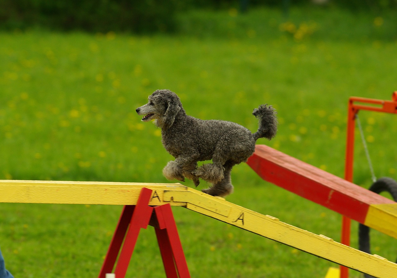 dog agility display