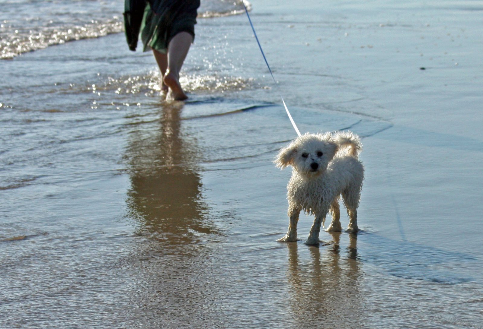 dog friendly beach