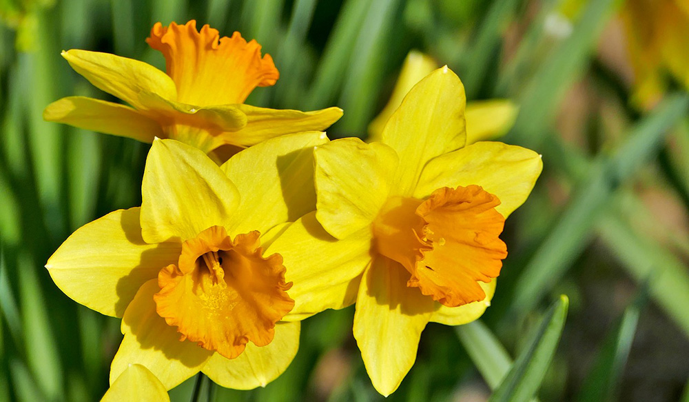 spring holidays daffodils