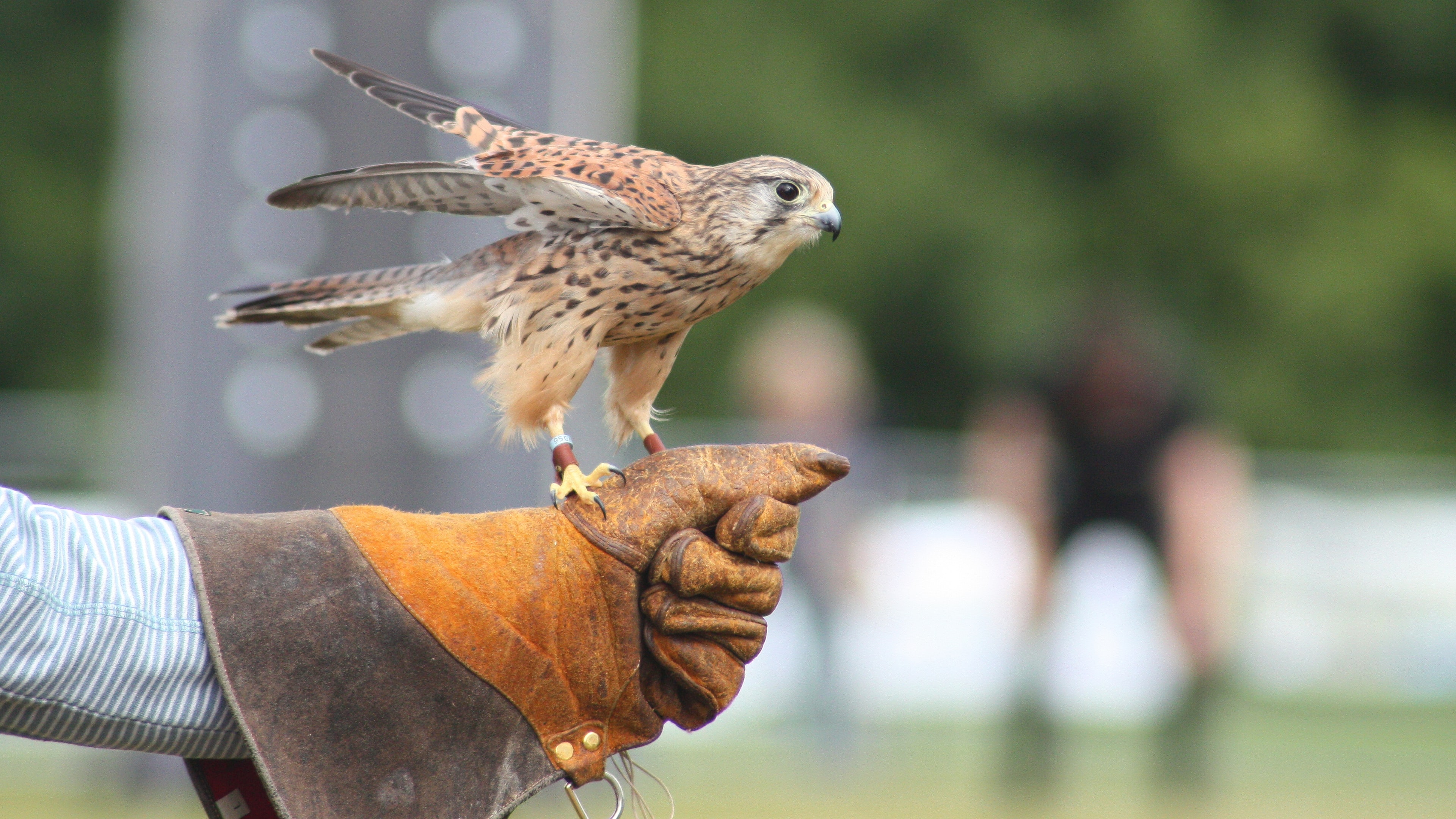 West Sussex Falconry