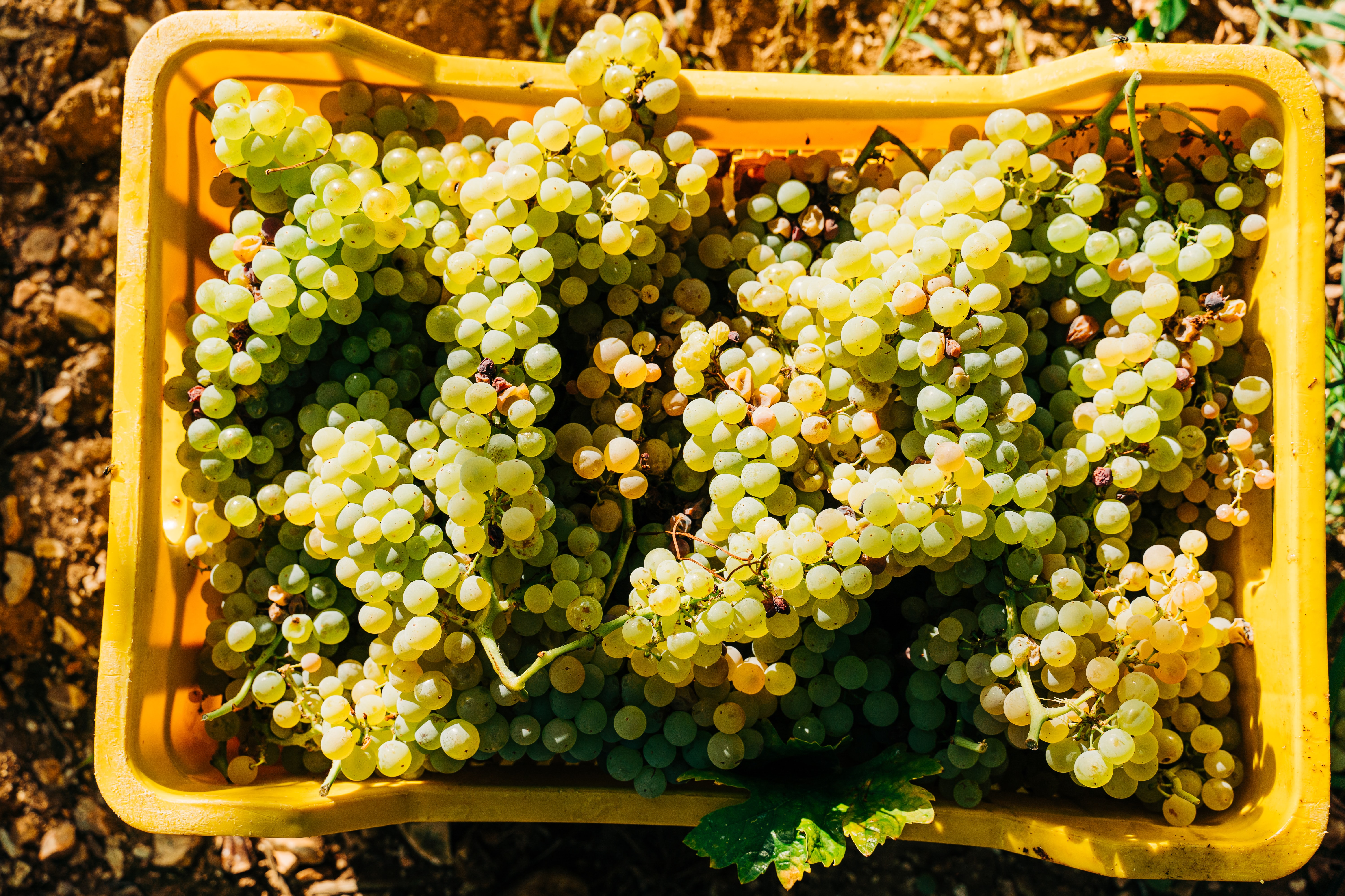 Grapes being collected to make wine