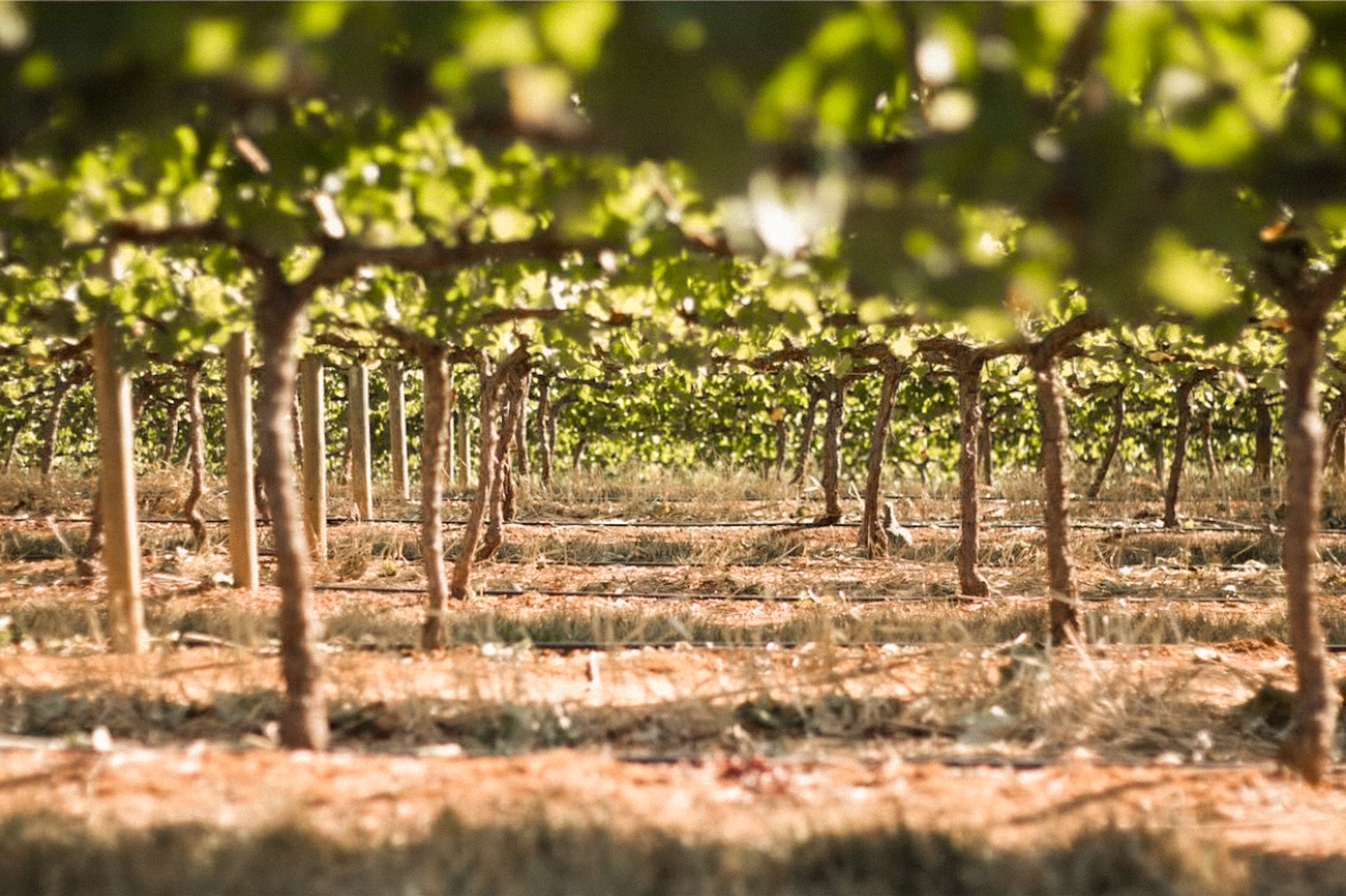 Vineyard in summer